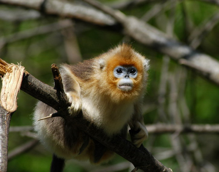 Simiiformes