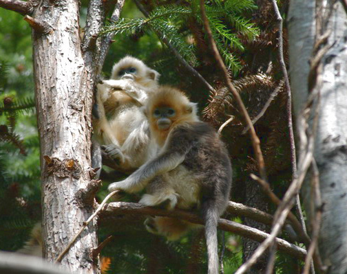 Simiiformes