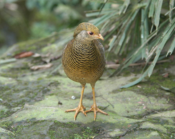 goldenpheasant