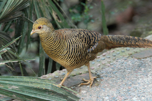 Phasianidae