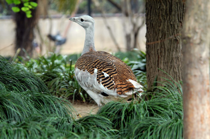 grbustard2