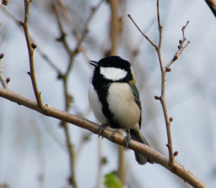 Passeriformes