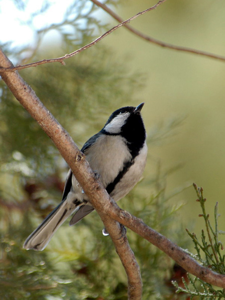 Passeriformes