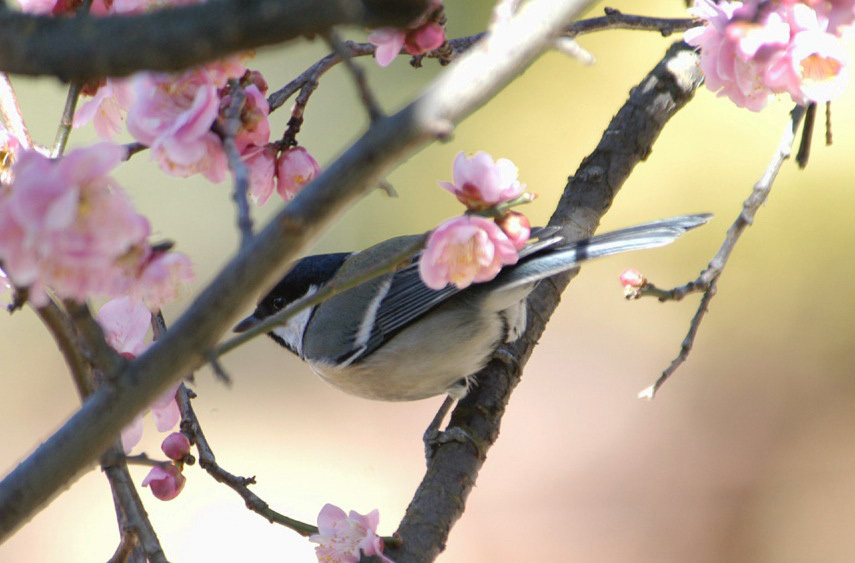 Parus major