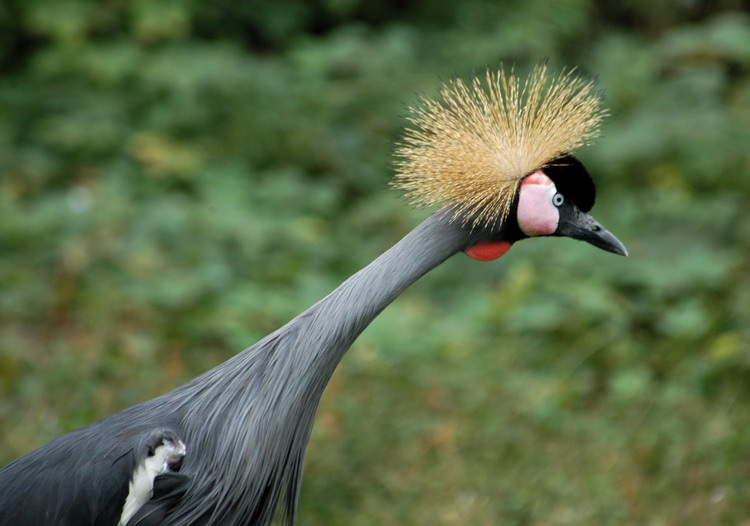 greycrownedcrane2