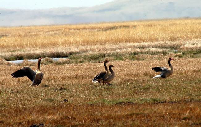 Anseriformes