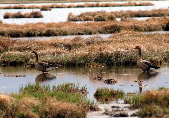 Anseriformes