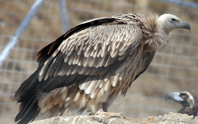 Falconiformes