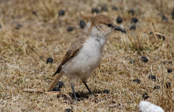 groundpecker2