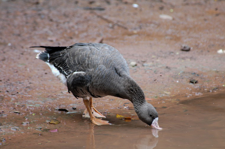 Anseriformes