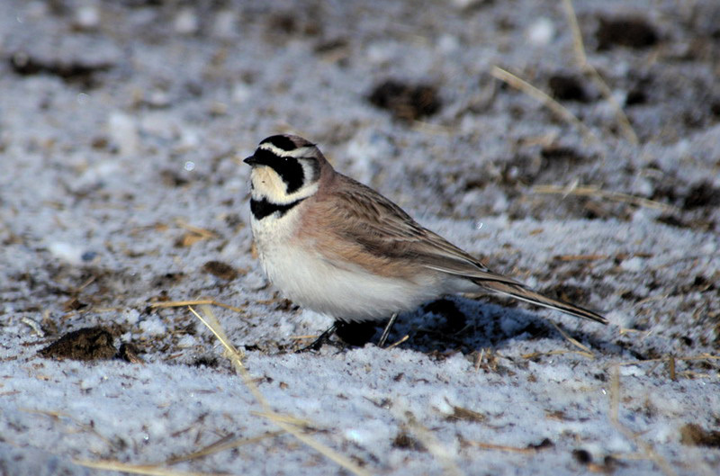 Alaudidae