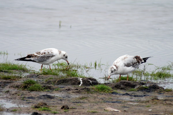 Charadriiformes