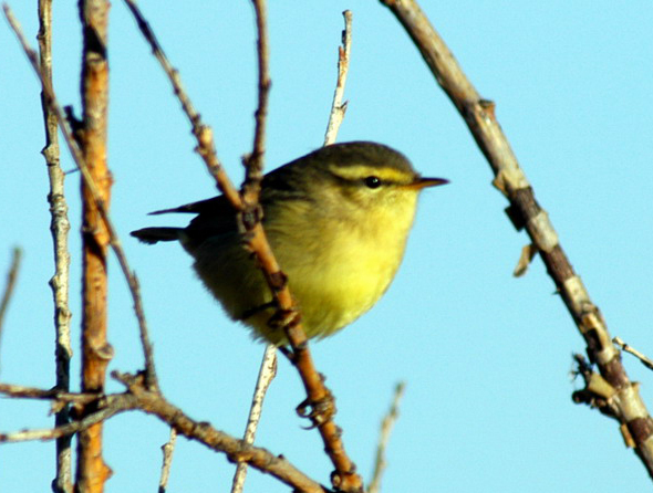 leafwarbler1