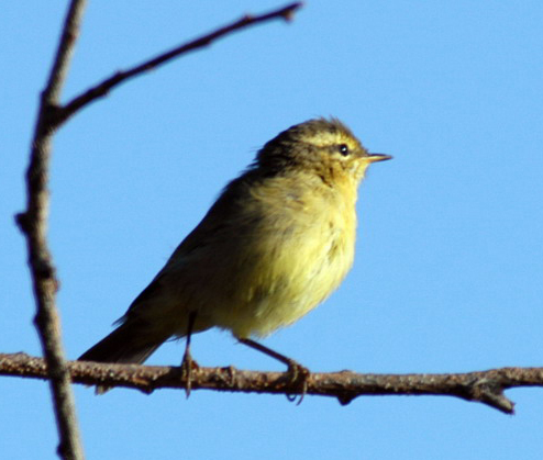 Passeriformes