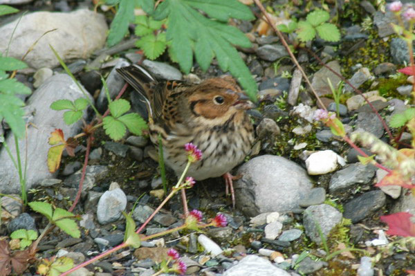 Passeriformes