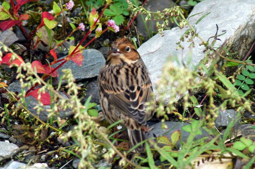 littlebunting3