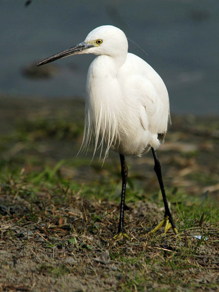 Egretta