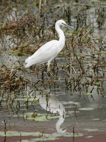 Egretta