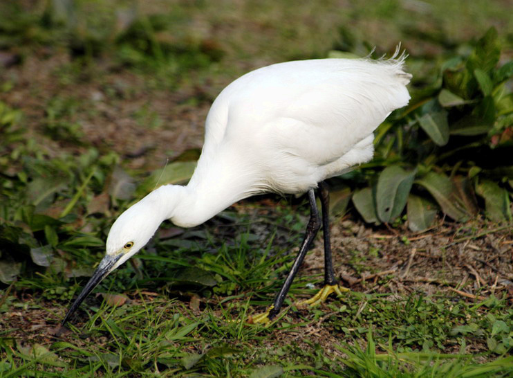 Ciconiiformes