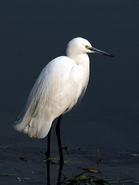 Ciconiiformes