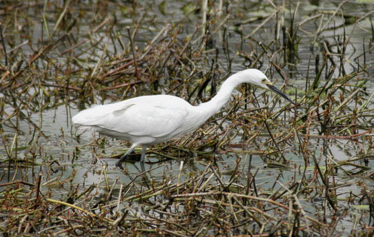 Egretta