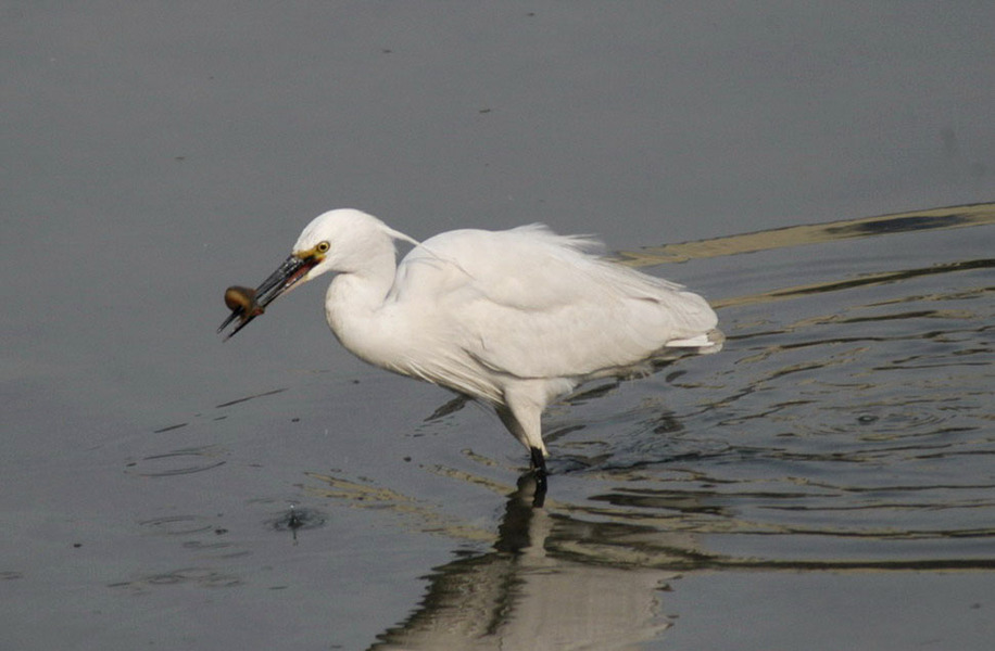 Egretta garzetta