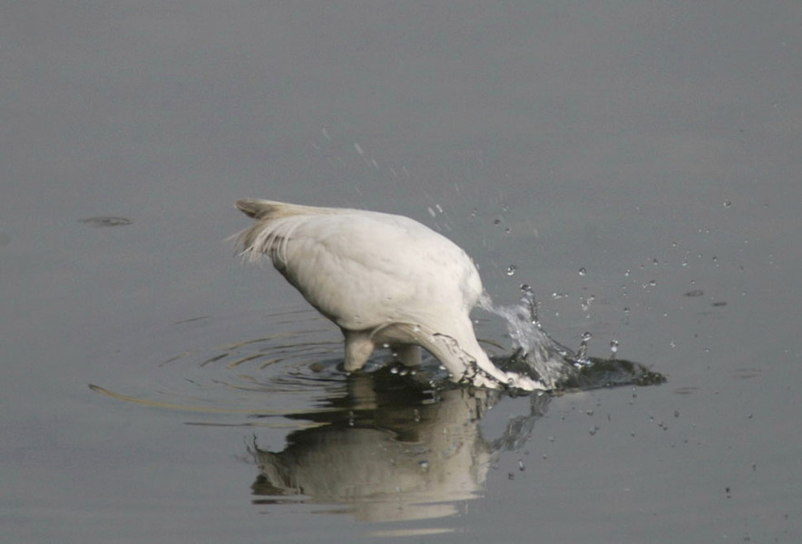 Egretta garzetta