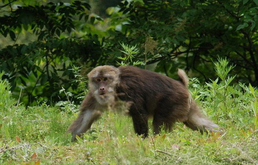 Macaca thibetana