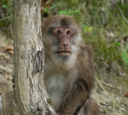 Macaca thibetana