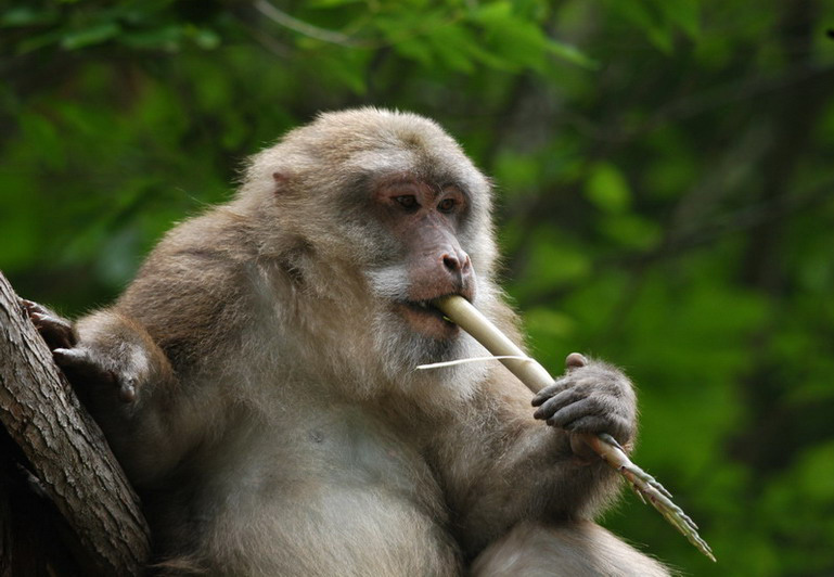 Macaca thibetana