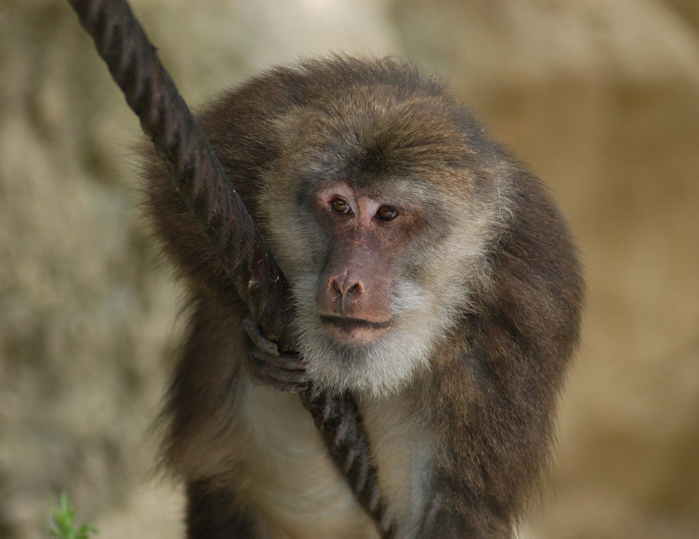 macaque7