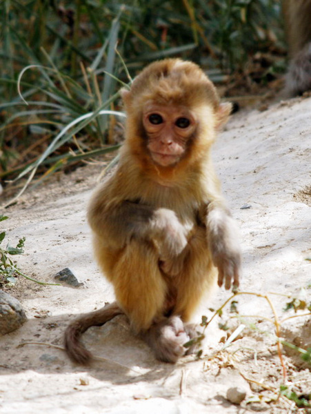 macaque_juv
