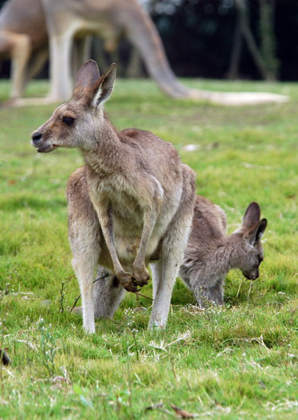 Macropus