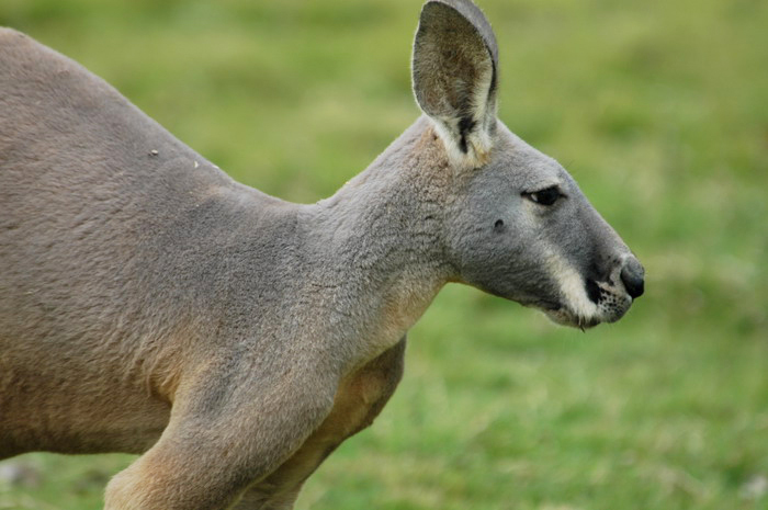 Macropus rufus