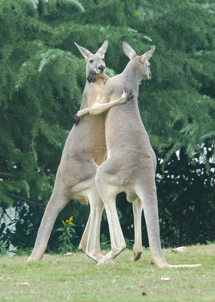 Macropus rufus