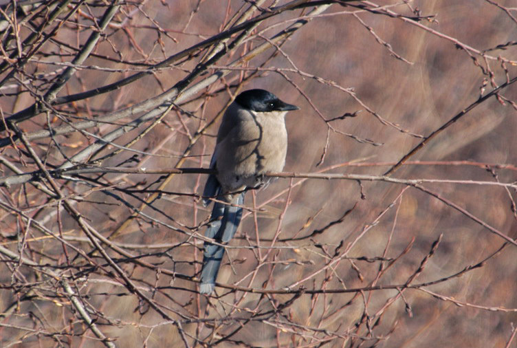 Passeriformes