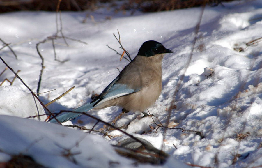 Passeriformes