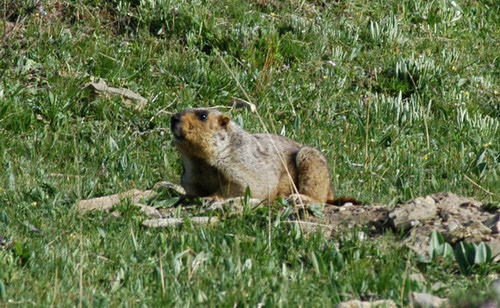 marmot3