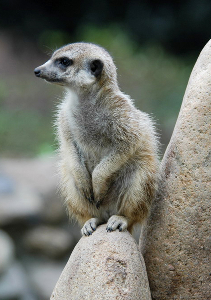 meerkat3