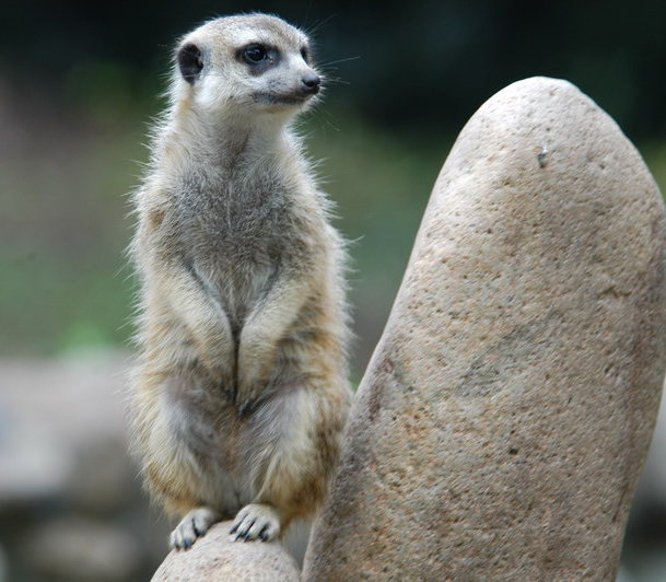 meerkat5