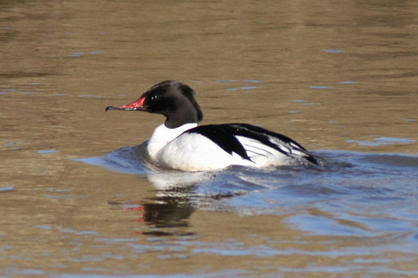 Anseriformes