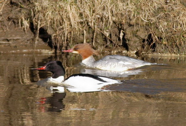 Anseriformes