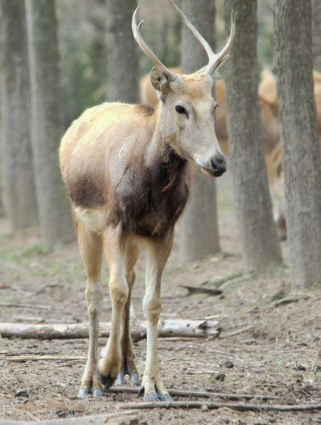 Artiodactyla