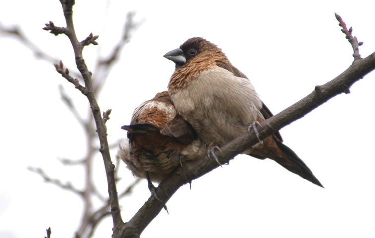 Photo of Lonchura striata