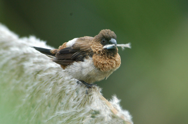 munia21