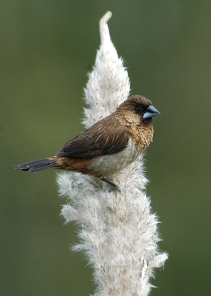 munia22