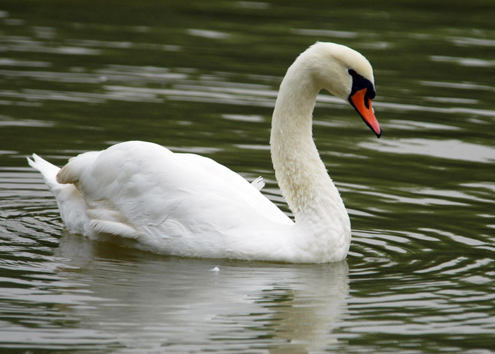 Anseriformes