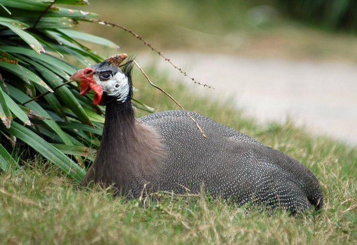 Galliformes