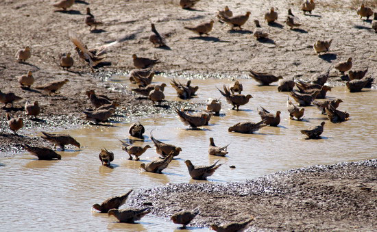 Charadriiformes