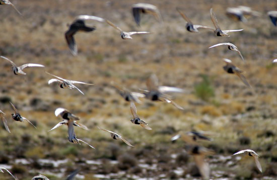 Charadriiformes